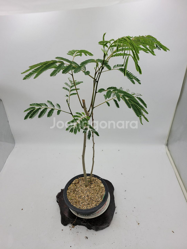 자귀나무 분재 화분포함 인테리어식물 정원수 카페화분--6