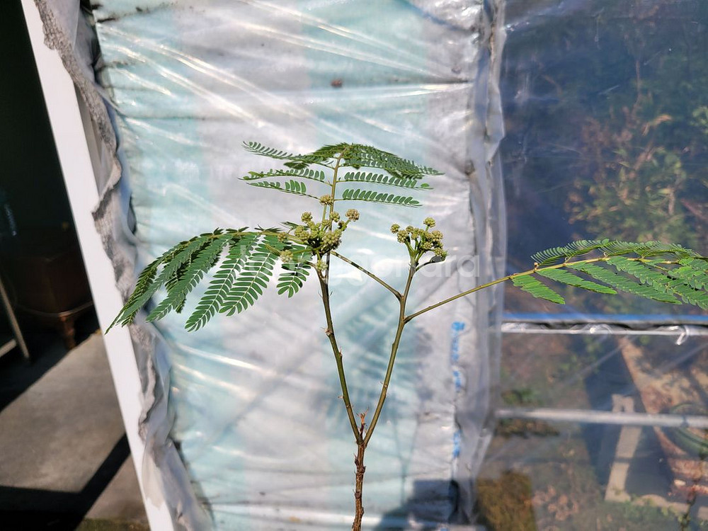 자귀나무 분재 화분포함 인테리어식물 정원수 카페화분--2