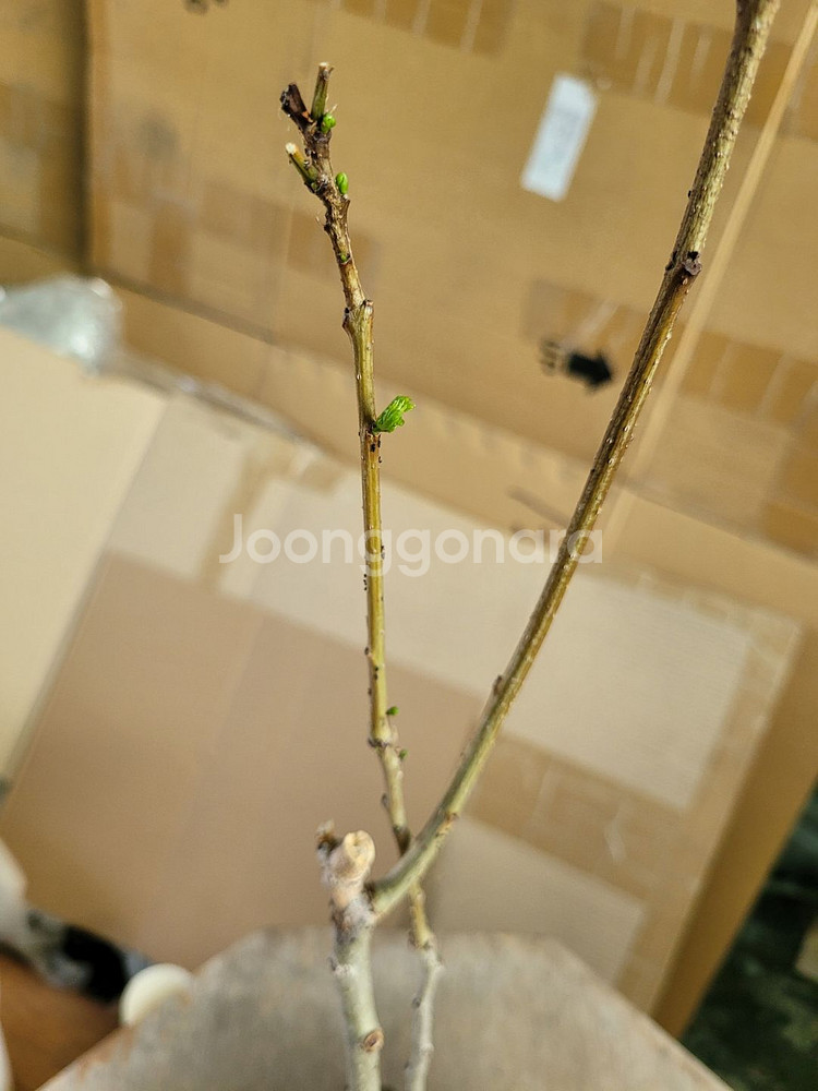 자귀나무 분재 화분포함 인테리어식물 정원수 카페화분--4