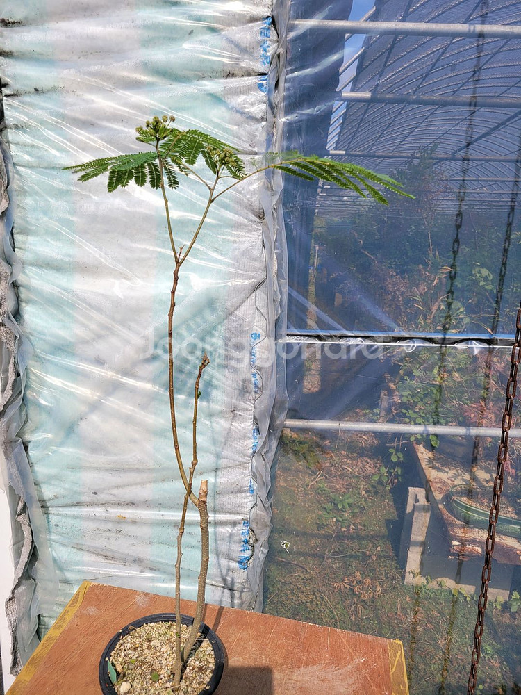 자귀나무 분재 화분포함 인테리어식물 정원수 카페화분--0