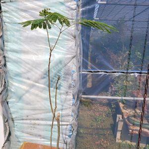 자귀나무 분재 화분포함 인테리어식물 정원수 카페화분