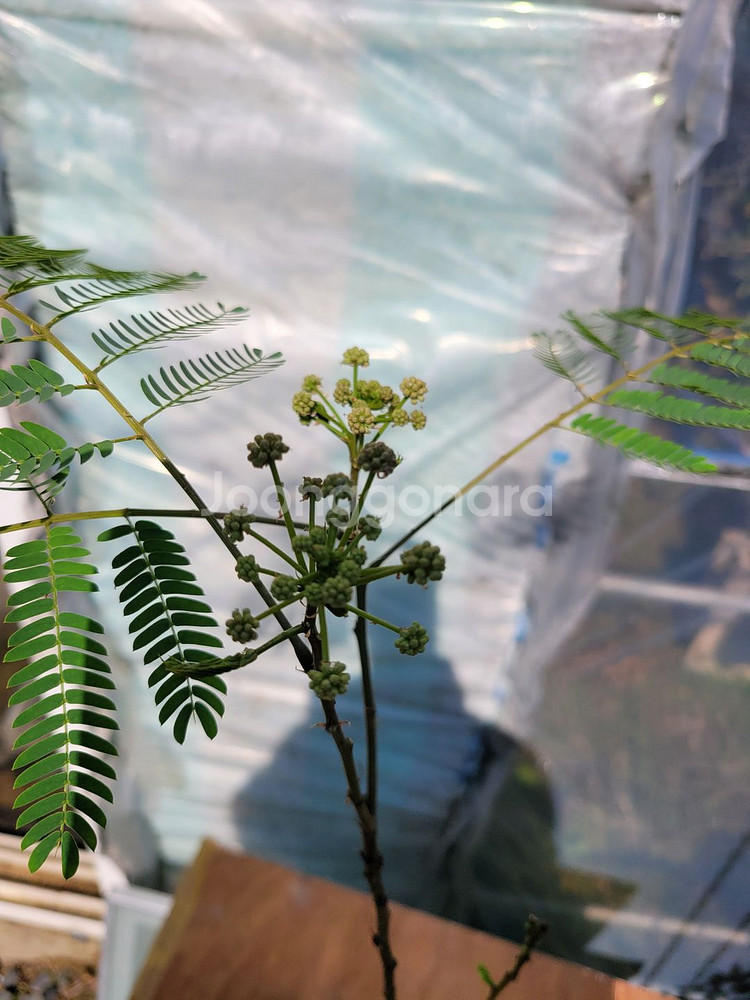 자귀나무 분재 화분포함 인테리어식물 정원수 카페화분--1