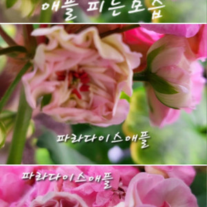 제라늄.파라다이스애플