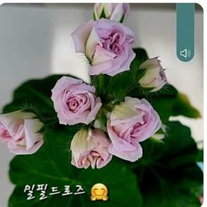 제라늄.밀밀드로즈