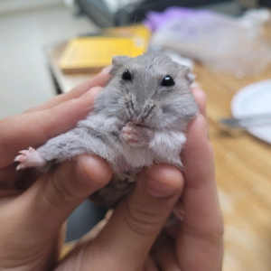 비발디 파크 조식쿠폰 구해요!!