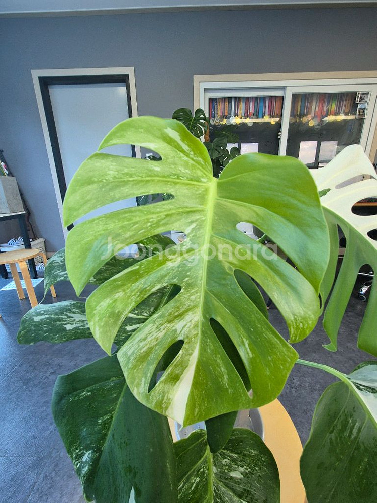 알보 몬스테라 6잎--1