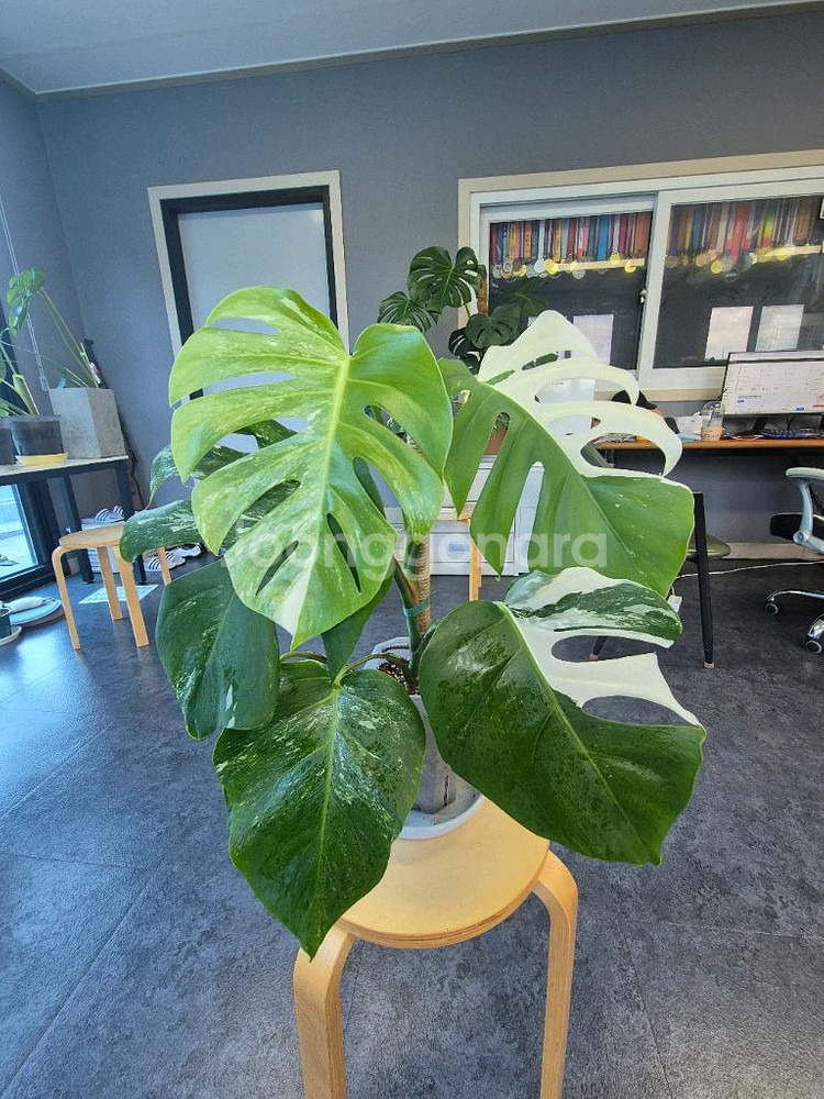 알보 몬스테라 6잎--0