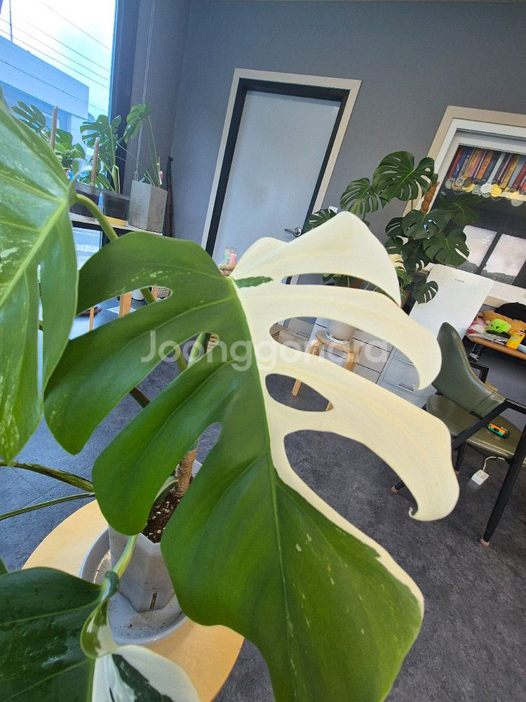 알보 몬스테라 6잎--2