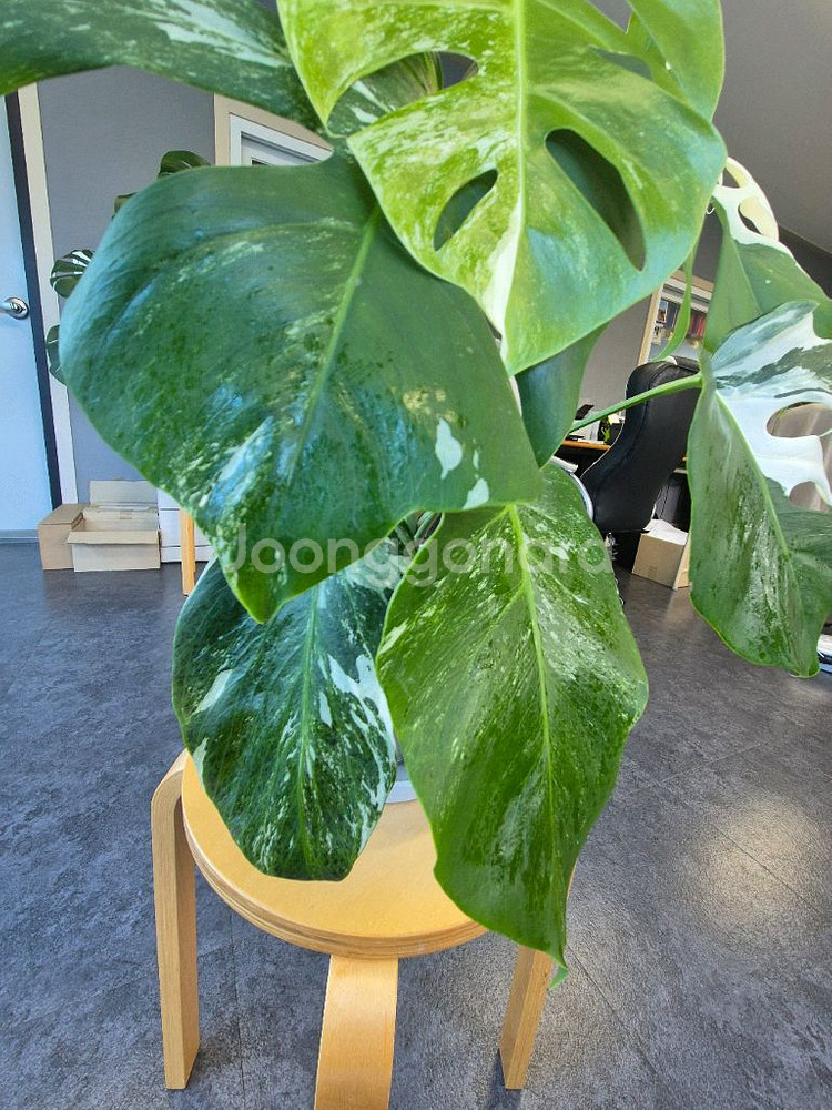 알보 몬스테라 6잎--4