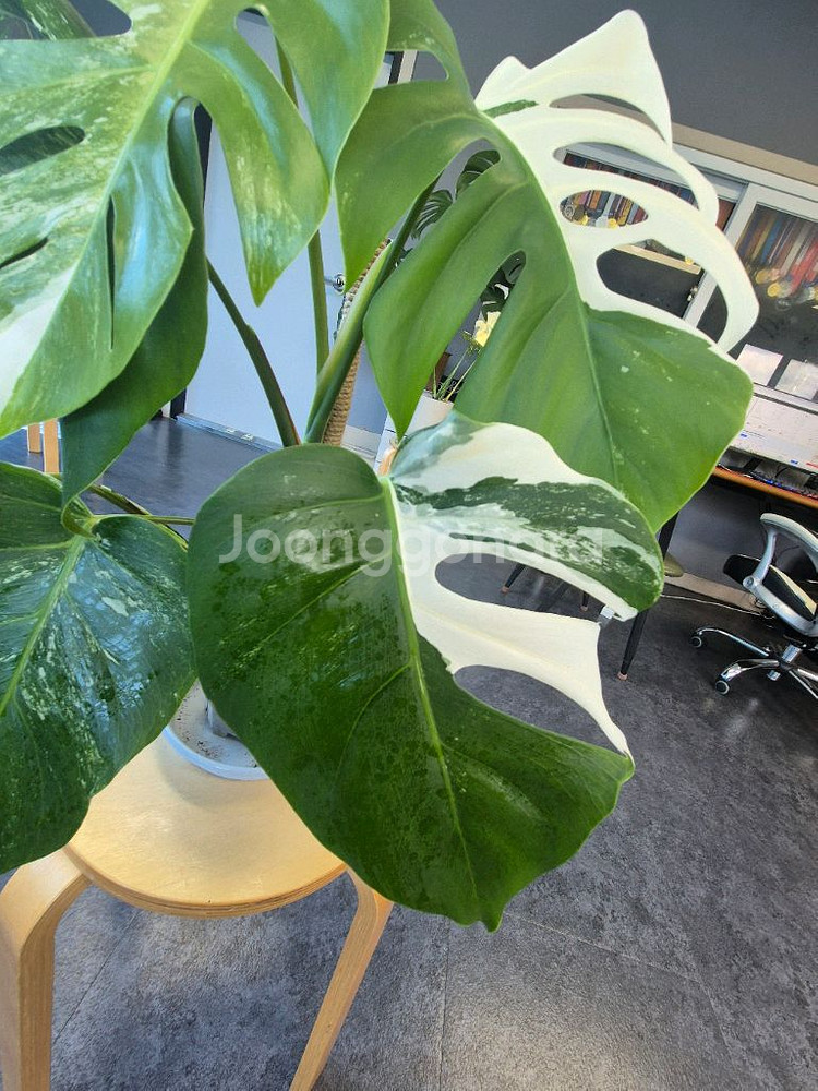 알보 몬스테라 6잎--3