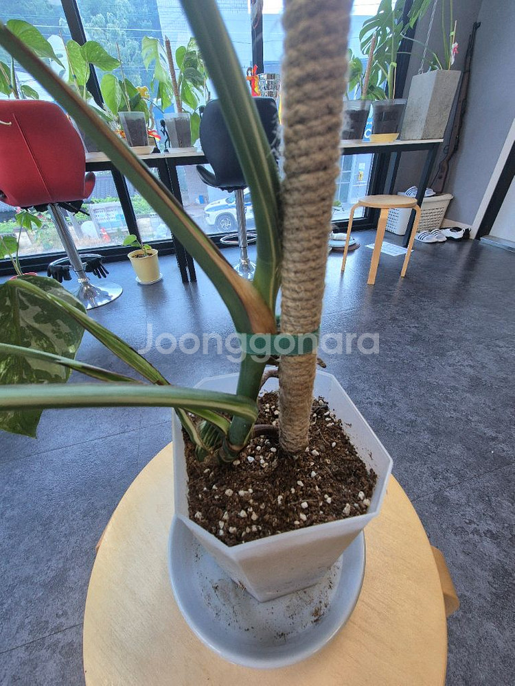 알보 몬스테라 6잎--5