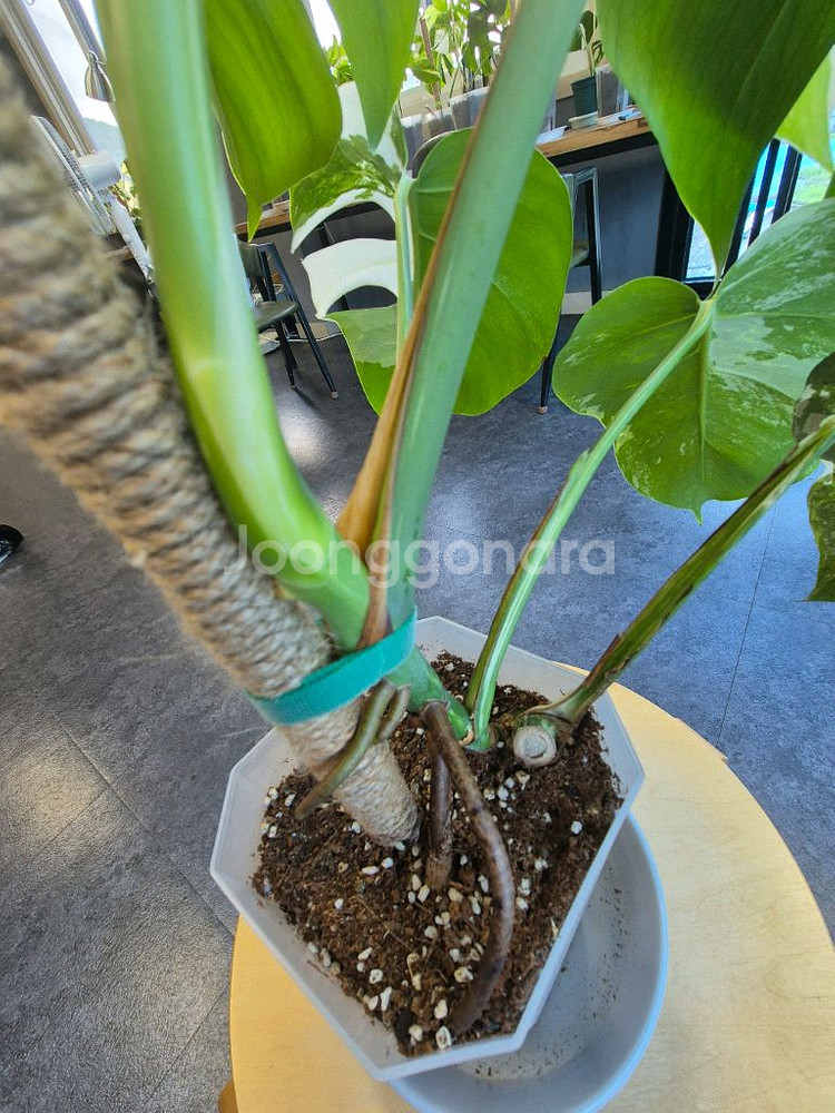 알보 몬스테라 6잎--6