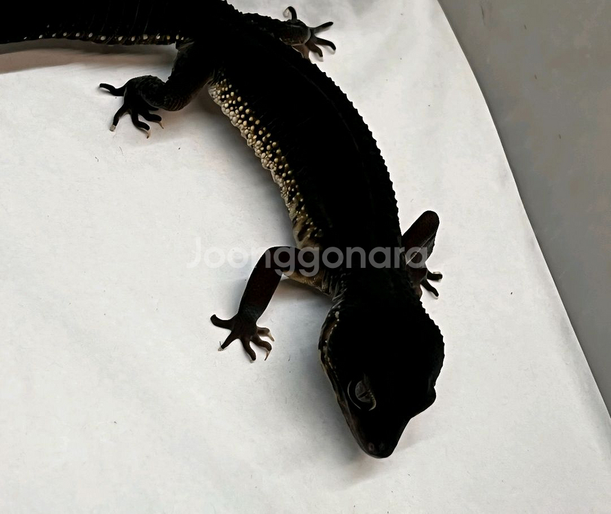 레오파드게코 렉사육장 구합니다--0