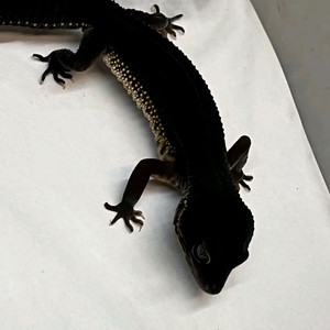 레오파드게코 렉사육장 구합니다