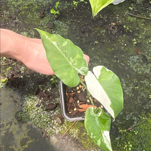 알로카시아 무늬 오도라