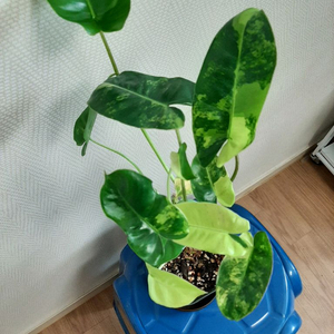 버럴막스 바리에가타 이미지