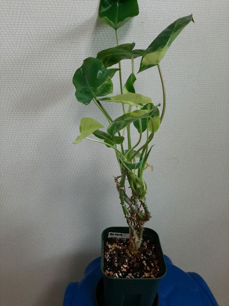 버럴막스 바리에가타 이미지