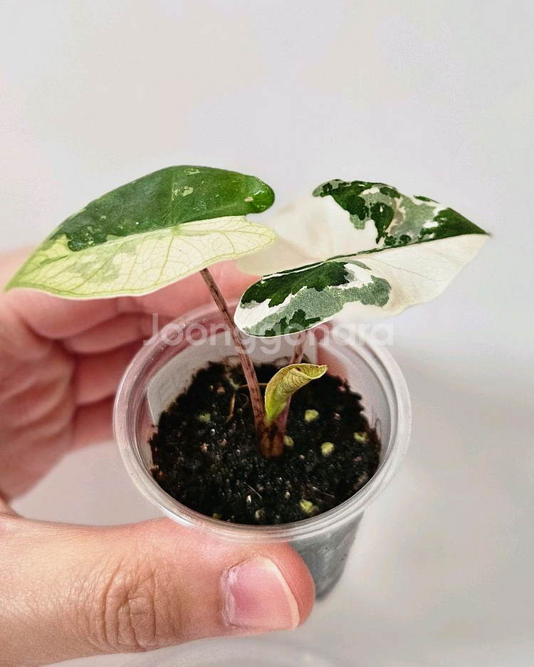 (무천이 자구묘!) 알로카시아 푸세이도 산데리아나 핑크--0