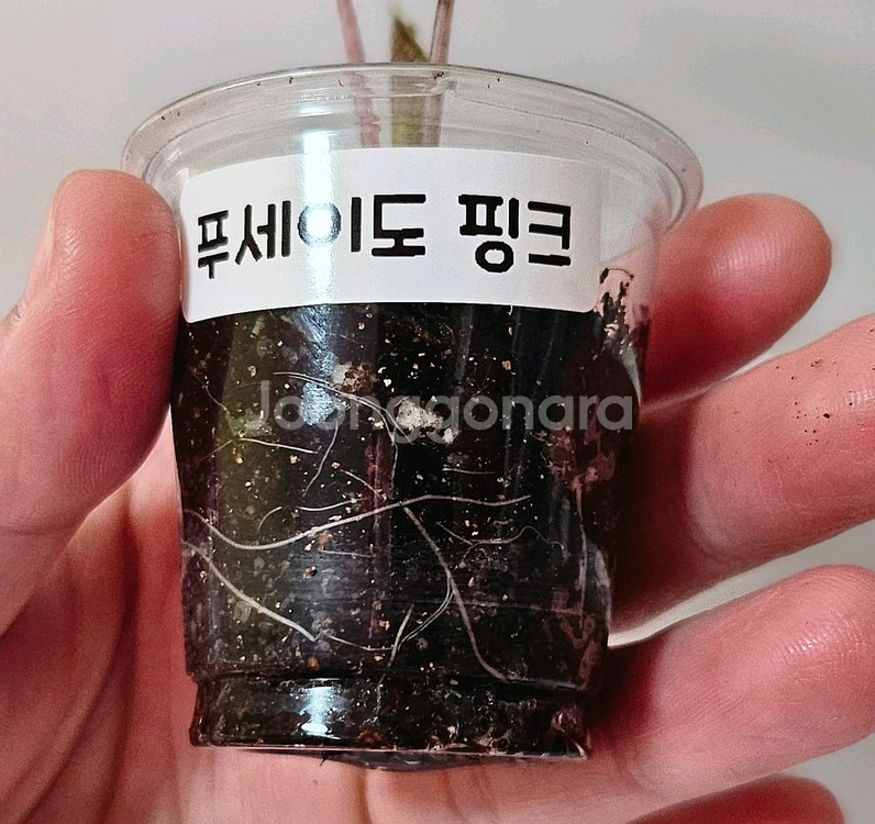 (무천이 자구묘!) 알로카시아 푸세이도 산데리아나 핑크--2