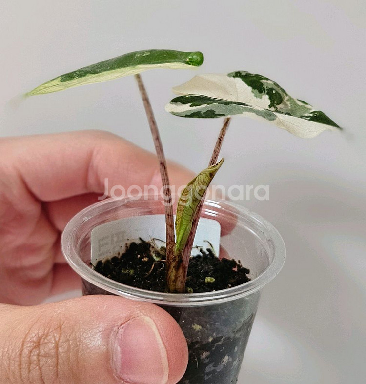 (무천이 자구묘!) 알로카시아 푸세이도 산데리아나 핑크--1
