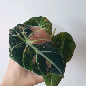 알로카시아 블랙벨벳 로즈골드