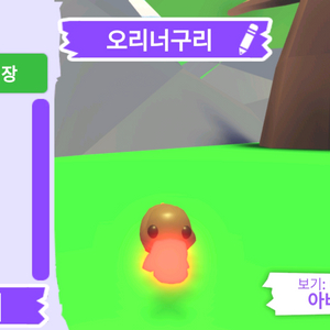 입양하세요 펫 메가네온 오리너구리 판매합니다.