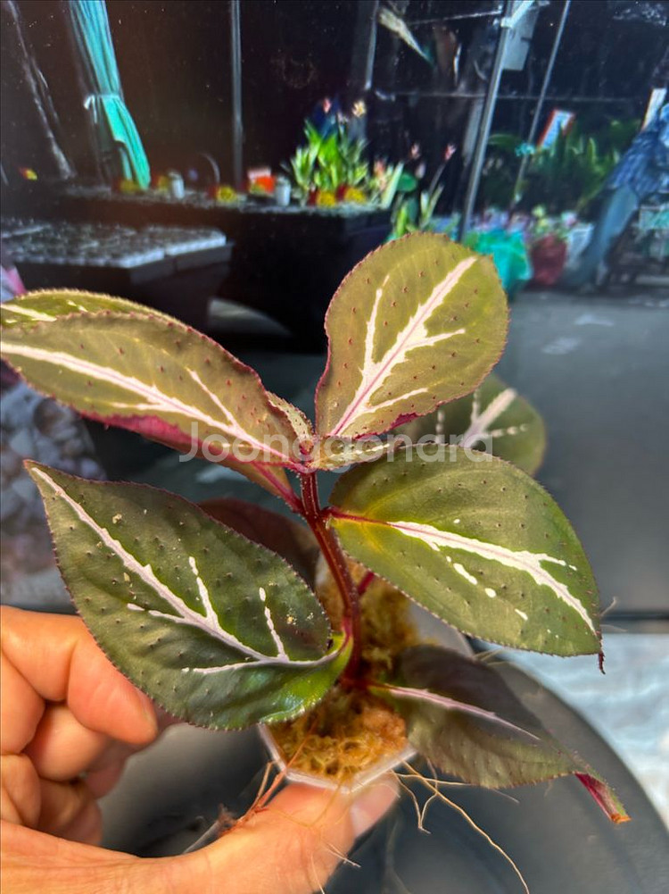 소넬리아 sp. 정글식물--0