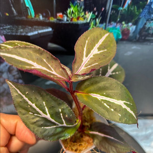 소넬리아 sp. 정글식물