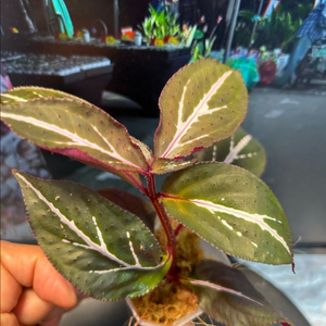 소넬리아 sp. 정글식물