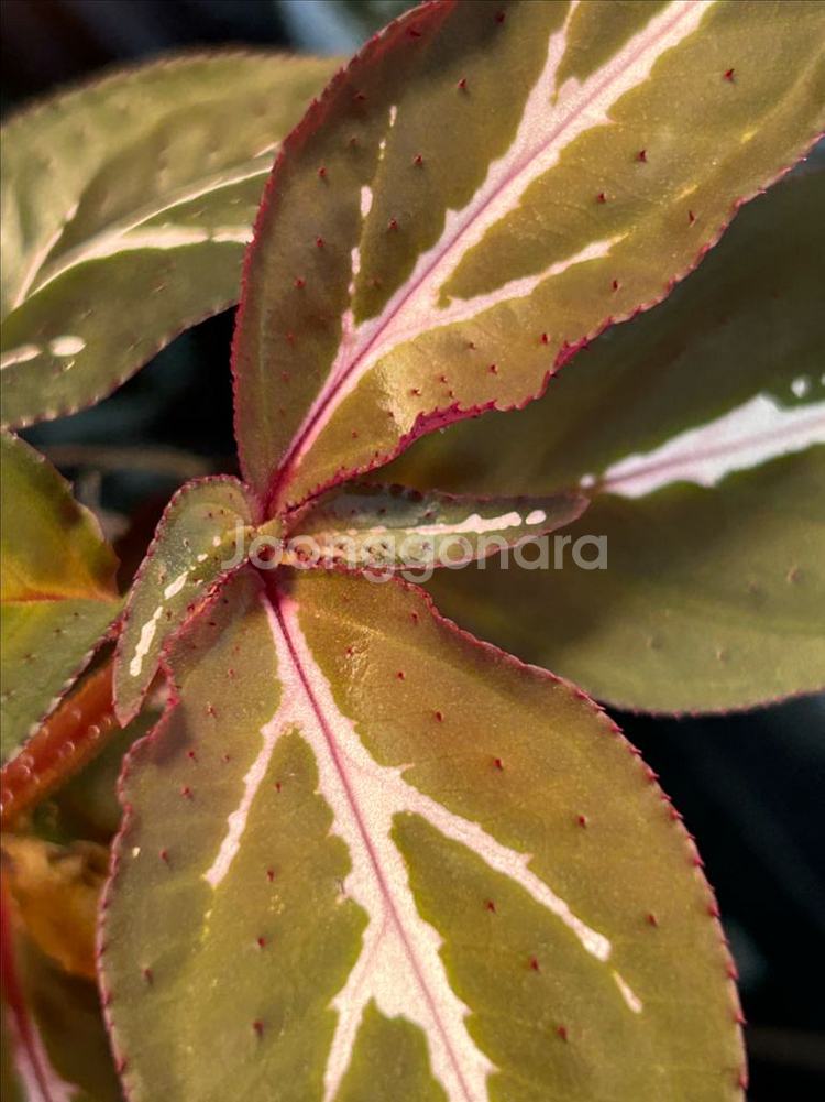 소넬리아 sp. 정글식물--2