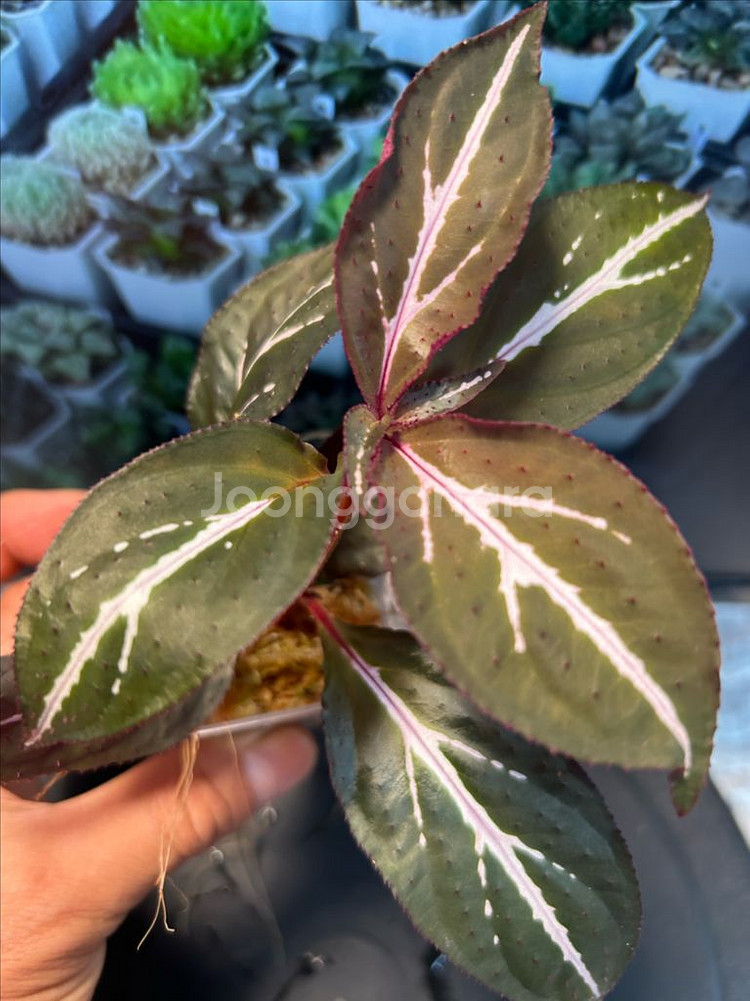 소넬리아 sp. 정글식물--1