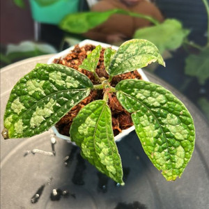 정글식물, elatostema sp.