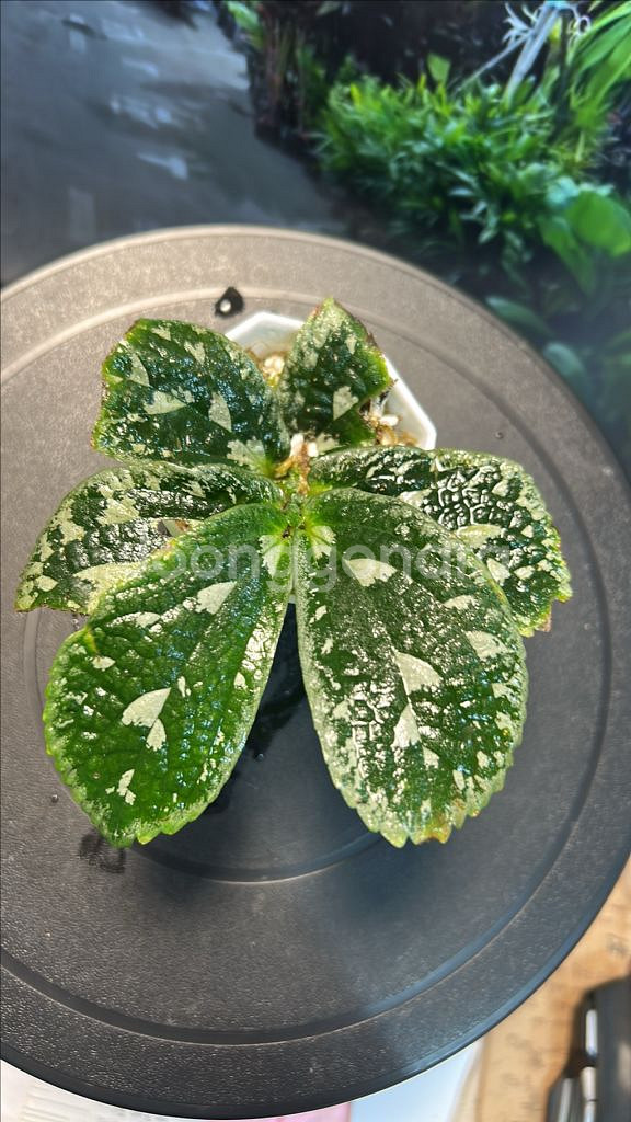 정글식물, elatostema sp.--0