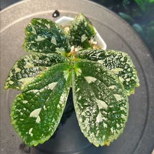 정글식물, elatostema sp.