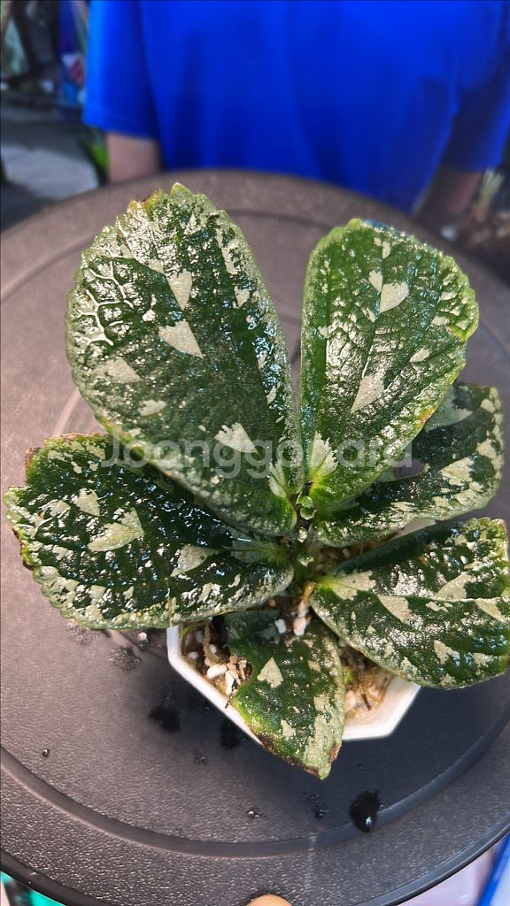 정글식물, elatostema sp.--1