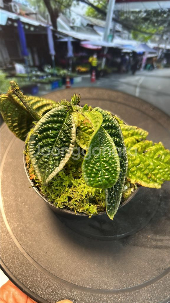 정글식물, 엘라토스토마 종류--1