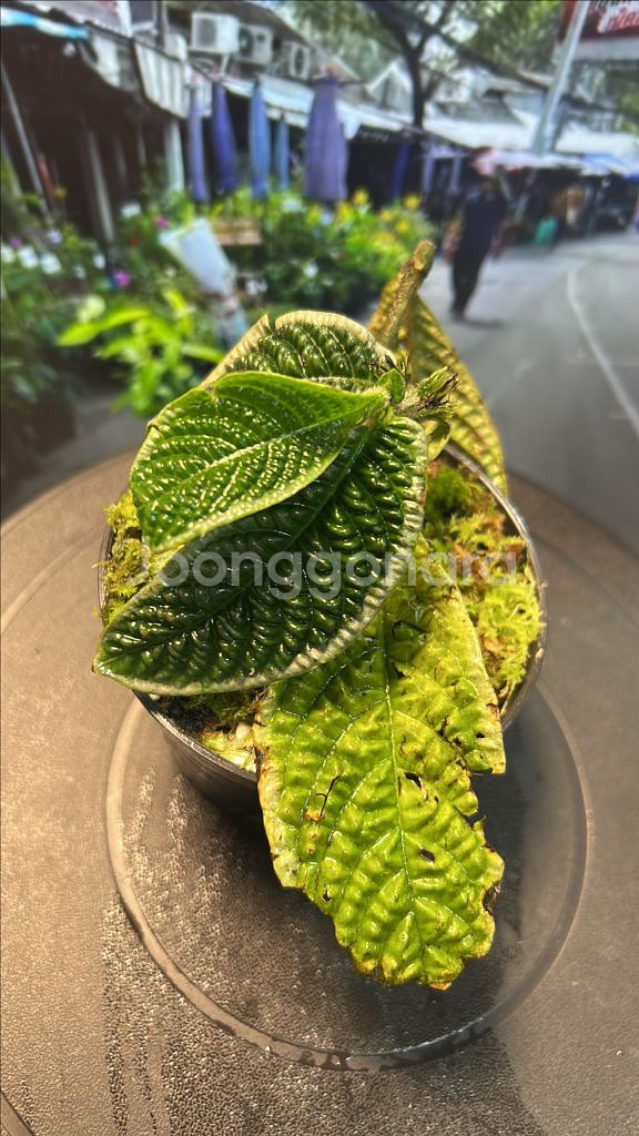 정글식물, 엘라토스토마 종류--0