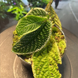 정글식물, 엘라토스토마 종류