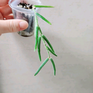 호야리네아리스