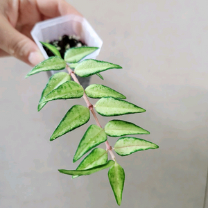 호야벨라루이부아