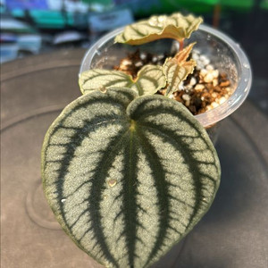 희귀식물, Peperomia turboensis