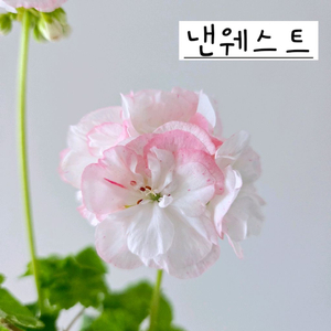 낸웨스트 제라늄