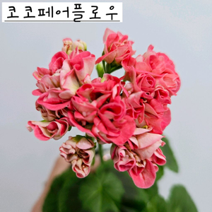 코코페어플로우 제라늄