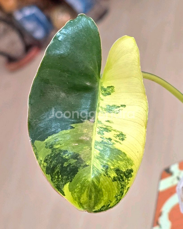 필로덴드론 버럴막스 바리에가타--0