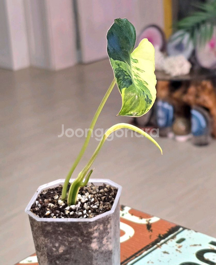 필로덴드론 버럴막스 바리에가타--2
