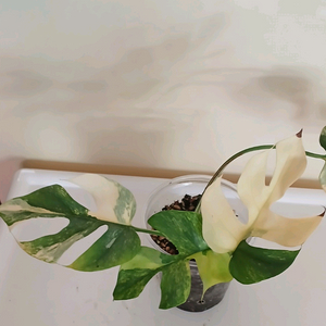 옐로우 히메 몬스테라