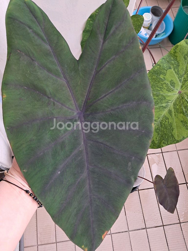 콜로카시아 블랙매직--5