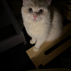 고양이 양도 합니다