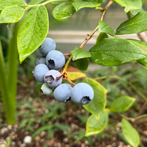 모수서울 6.27일-7.5일사이 구해요