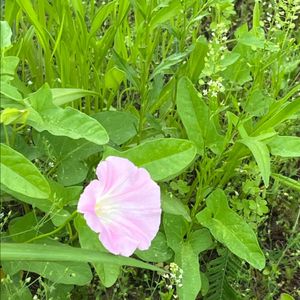 유니버셜 재팬 익스프레스 6월30일